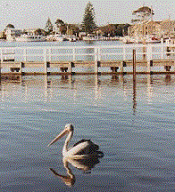 Loch Sport Wildlife